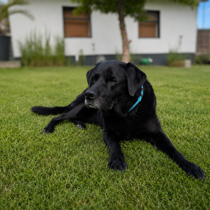 Labrador Schwarz Tiertherapie Zietz Herzberg am Harz