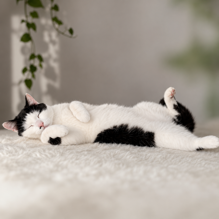 Katze Tiertherapie Zietz Herzberg am Harz